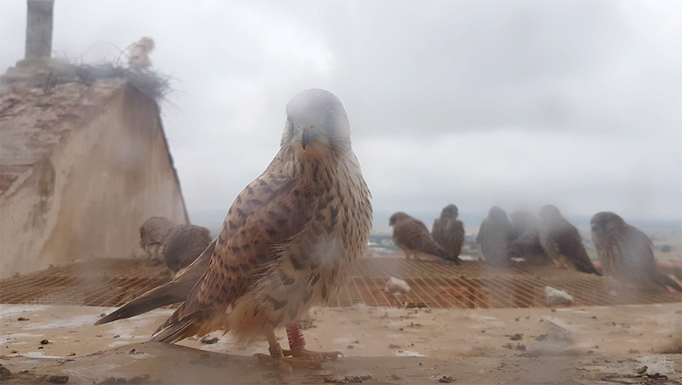 A partir de los 35 días de vida los pollos ya comienzan a volar. Se posarán sobre el tejado del módulo donde recibirán la comida