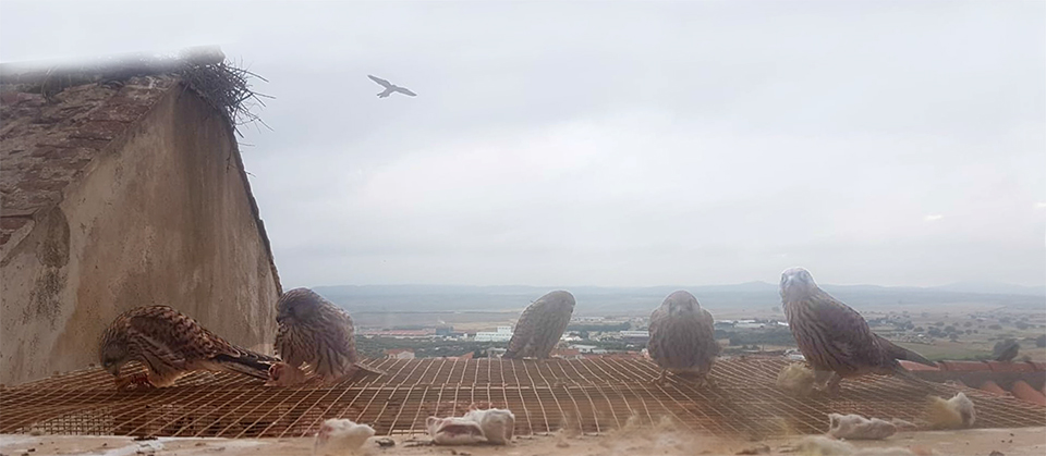 Una inesperada mañana de lluvia en este raro verano les hizo poner a prueba su impecable y recién estrenado plumaje.