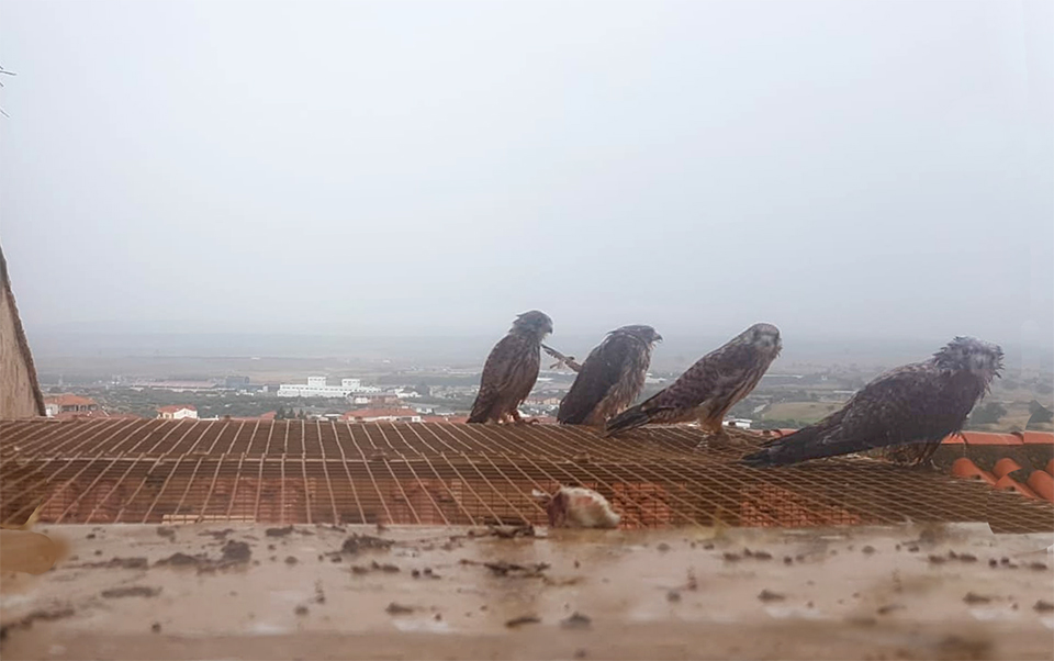 Una inesperada mañana de lluvia en este raro verano les hizo poner a prueba su impecable y recién estrenado plumaje.