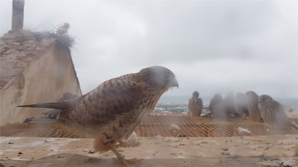 Desde la ventana situada sobre el módulo de liberación y tras un cristal podemos observar a los pollos sin ser vistos.