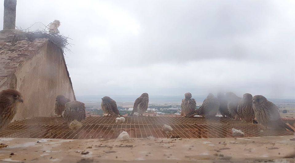 Desde la ventana situada sobre el módulo de liberación y tras un cristal podemos observar a los pollos sin ser vistos.
