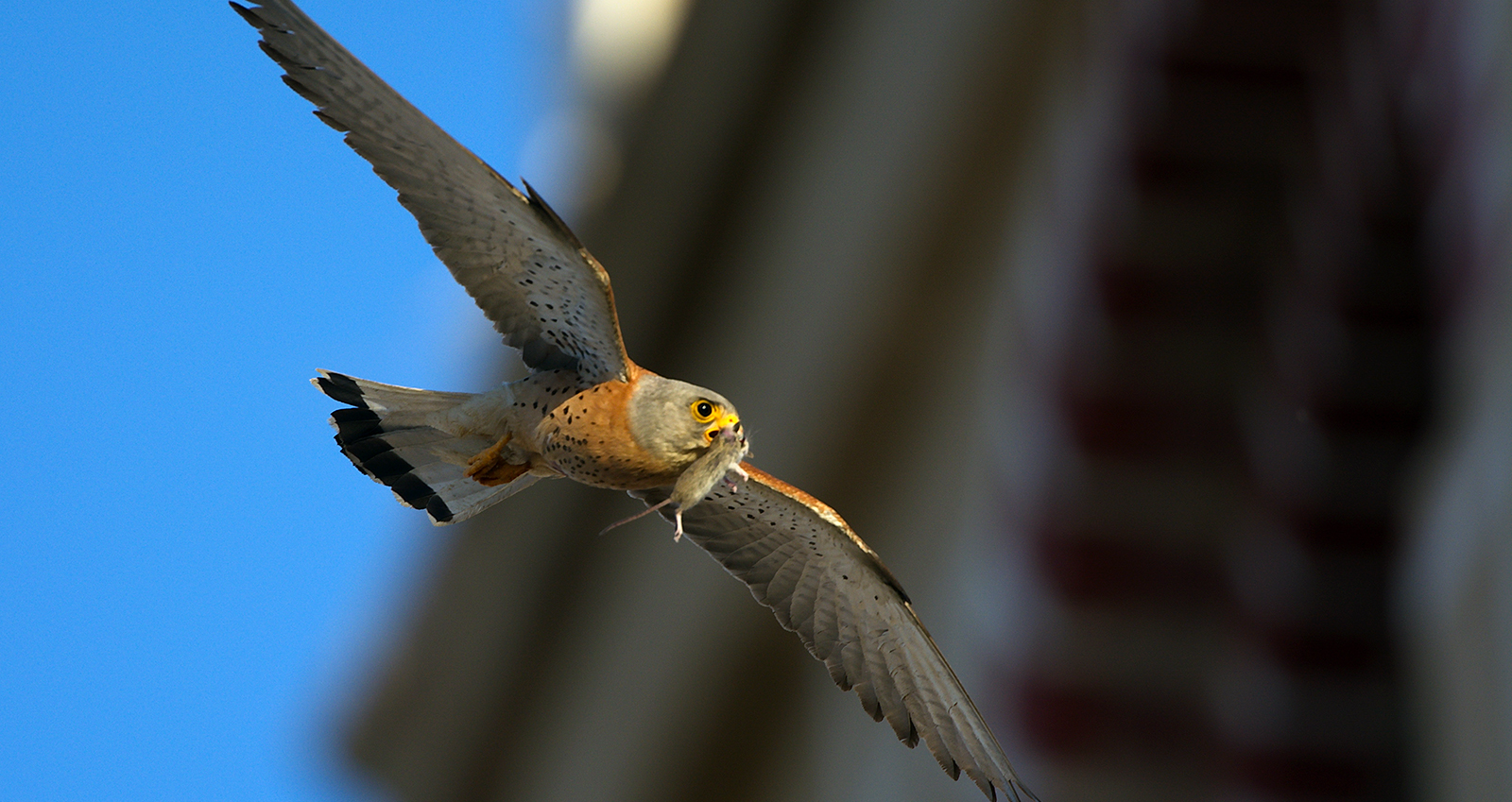 urban-birding-turismo